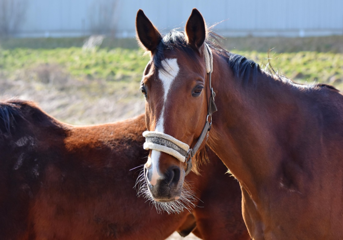 天津各区最新疫情等级划分与防控策略解析