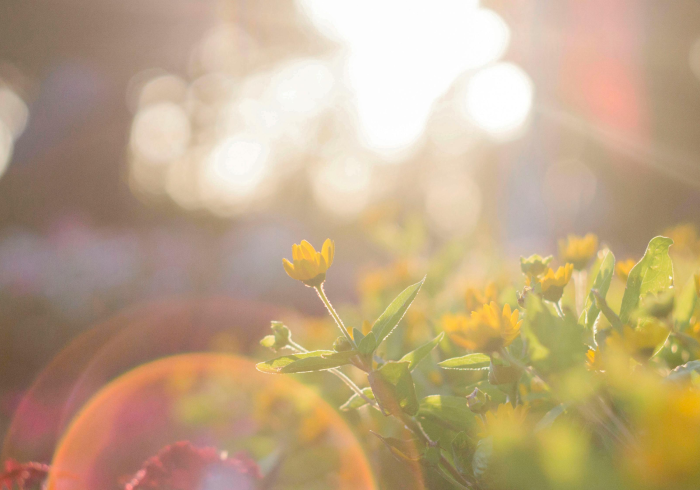 六安战疫记，同心坚守中的曙光与温度