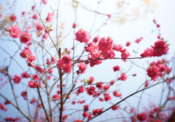清明时节雨纷纷，祭祖踏青两相宜—今年清明放假安排详解与文化传承思考