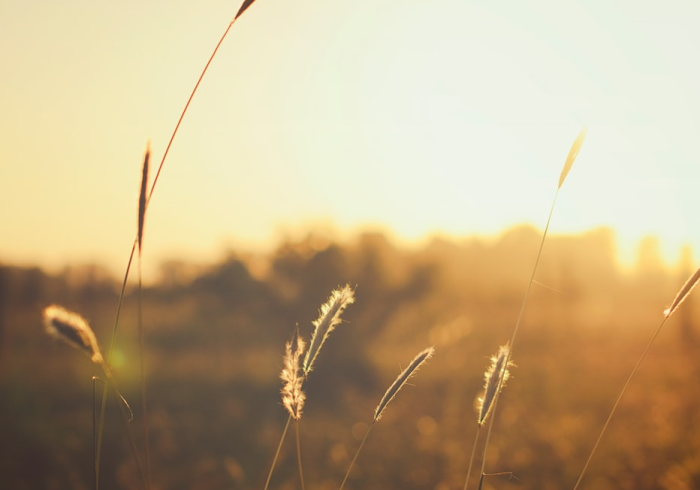 房卡必备教程“微信群牛牛房卡哪里购买”轻松获取房卡全渠道 房卡必备教程“微信群牛牛房卡哪里购买”轻松获取房卡全渠道