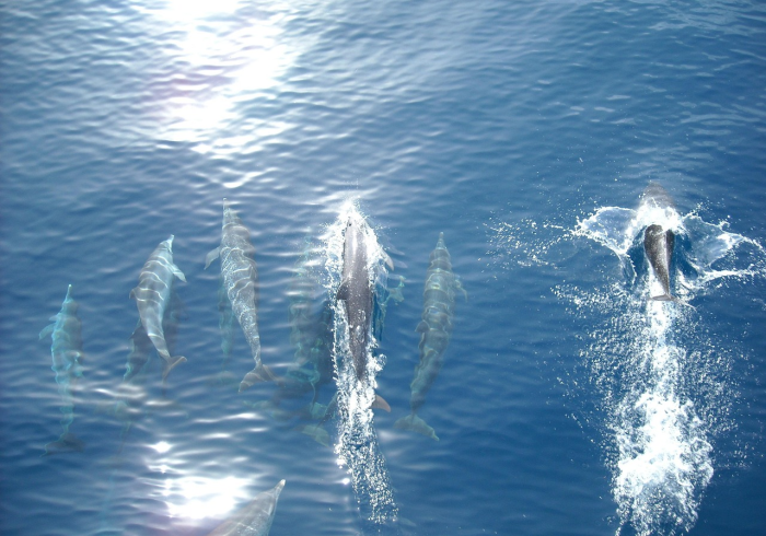 秒懂百科“西兵互娱在哪里买房卡”详细房卡教程