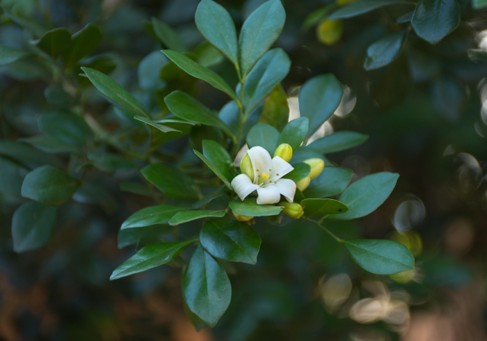 中高风险地区最新名单（7.23更新）疫情动态与防控策略深度解析