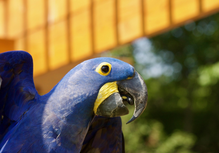 房卡必备教程“新星游大厅在哪里买房卡”轻松获取房卡全渠道