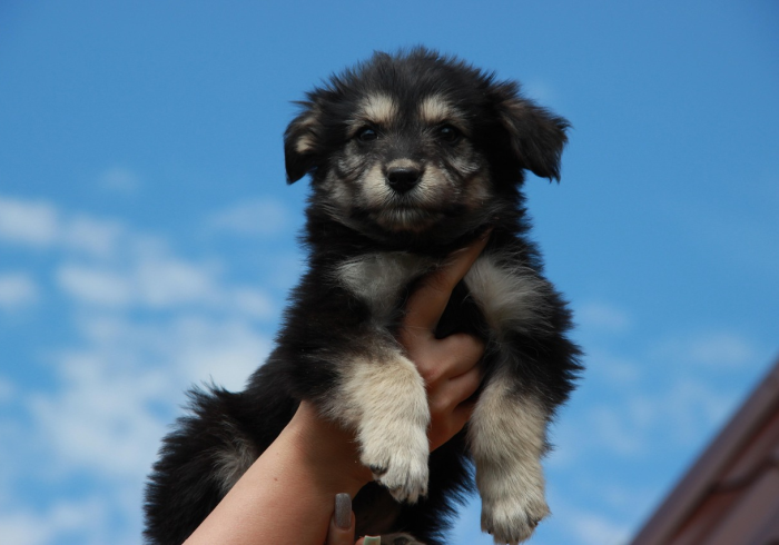一分钟实测分享“微信群牛牛房卡”购买房卡介绍 一分钟实测分享“微信群牛牛房卡”购买房卡介绍