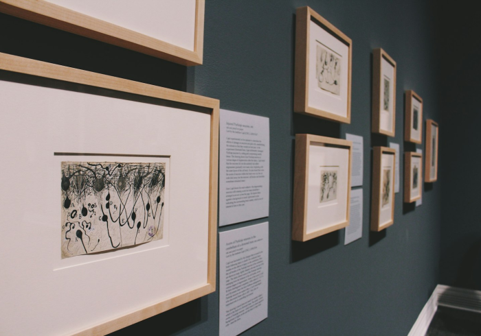 石家庄最新疫情动态，全面防控与科学应对成关键