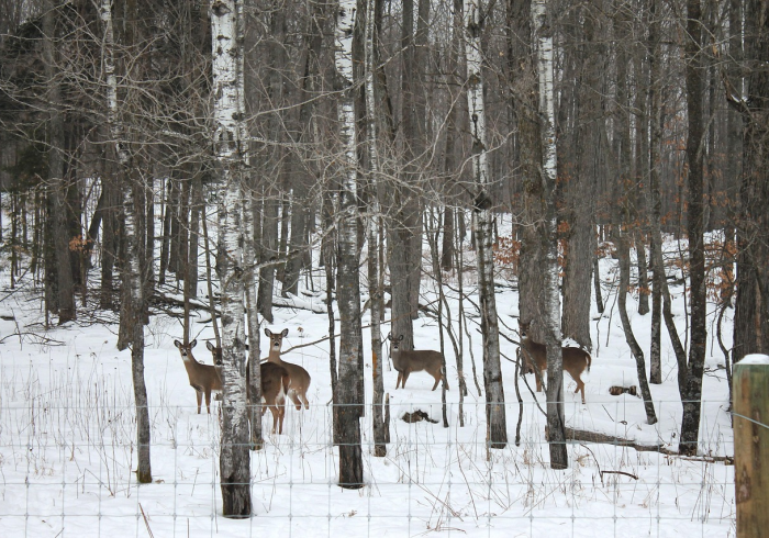 2026年春节高速免费通行时间全攻略，提前规划，畅享归途