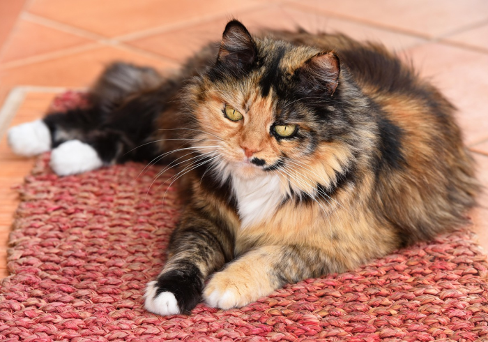 被猫抓了怎么判断没事?掌握这些关键步骤,避免健康隐患 被猫抓了怎么判断没事?掌握这些关键步骤,避免健康隐患