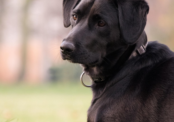 十万以下国产SUV排行榜前十名,性价比之王的终极对决 十万以下国产SUV排行榜前十名,性价比之王的终极对决
