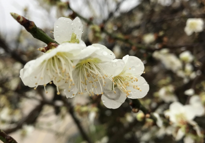 一分钟了解“有没有炸 金花房卡多少钱一张”轻松获取房卡全渠道 一分钟了解“有没有炸 金花房卡多少钱一张”轻松获取房卡全渠道