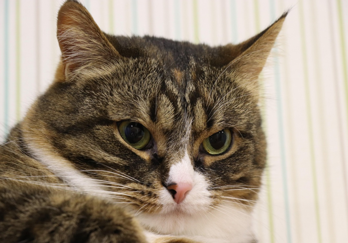 玩家必备教程“新老夫子拼三张房卡在哪购买”房卡获取方式 玩家必备教程“新老夫子拼三张房卡在哪购买”房卡获取方式