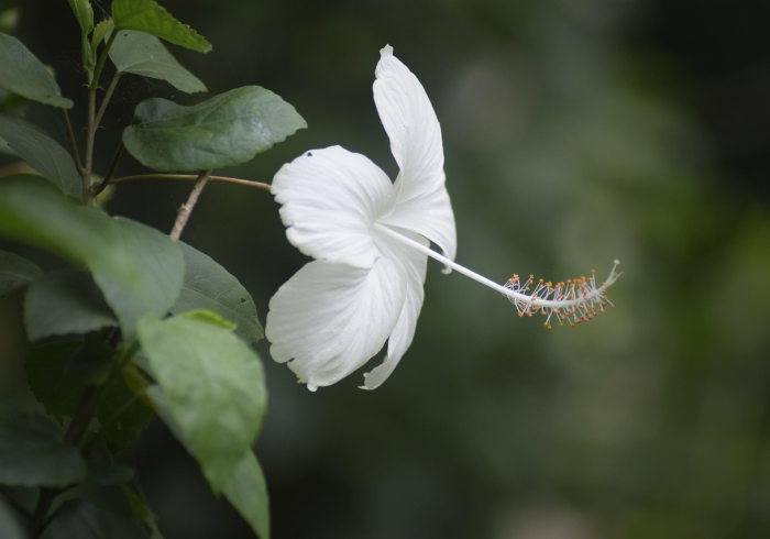 清明时节话清明,4月5日背后的文化记忆与生命哲思 清明时节话清明,4月5日背后的文化记忆与生命哲思