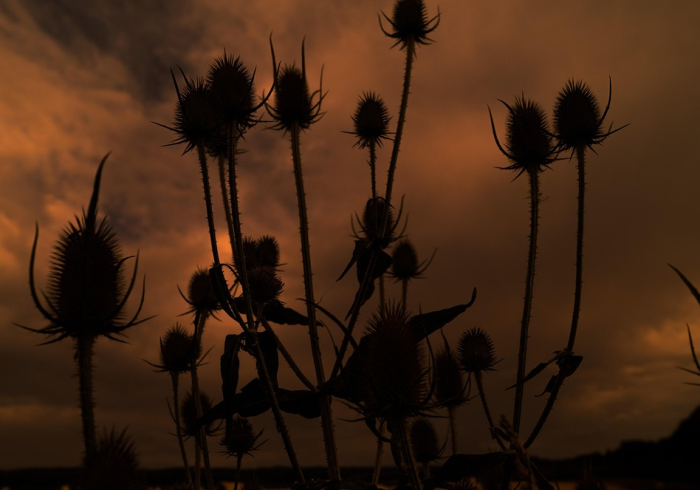 广州疑似病历，一座超大城市与病毒的无声暗战