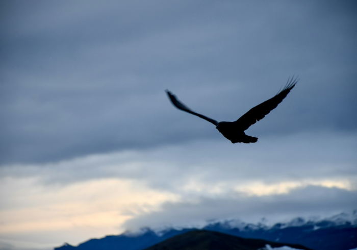 让梦飞翔歌词是什么意思,解读梦想的翅膀与心灵的共鸣 让梦飞翔歌词是什么意思,解读梦想的翅膀与心灵的共鸣
