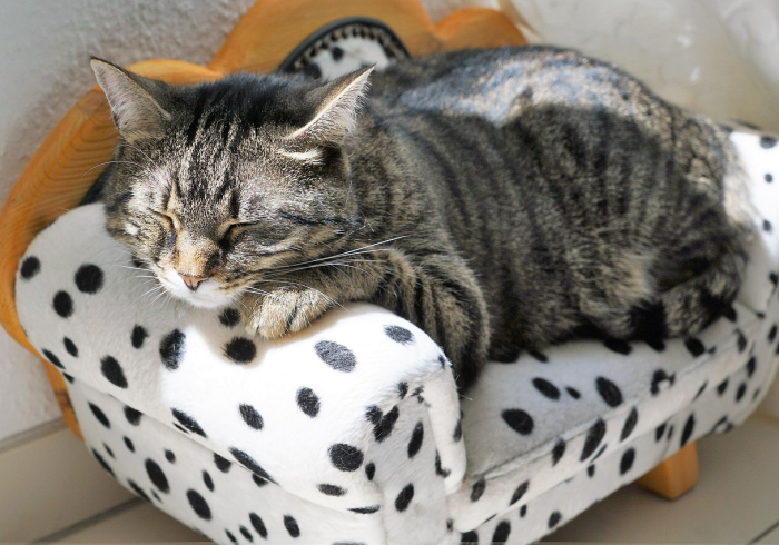 虎门镇新冠肺炎疫情防控最新动态与常态化管理策略解析