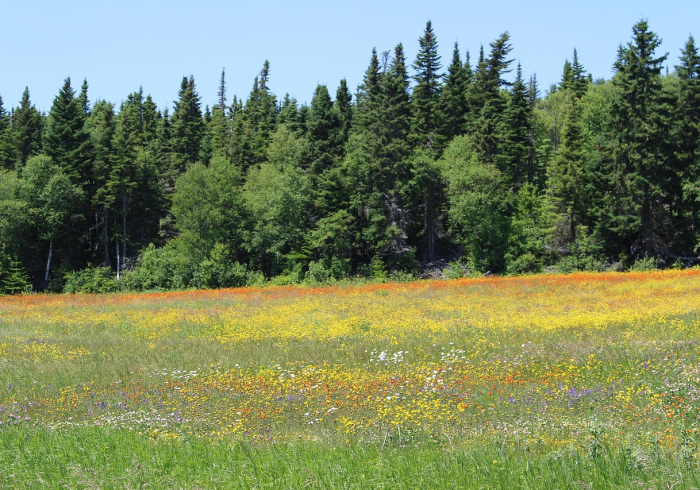 一分钟了解“炸 金花房卡专卖店联系方式”详细房卡使用教程 一分钟了解“炸 金花房卡专卖店联系方式”详细房卡使用教程