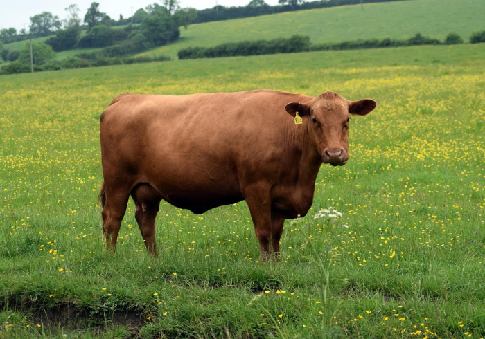 秒懂教程“新518互游怎么买房卡”房卡详细充值