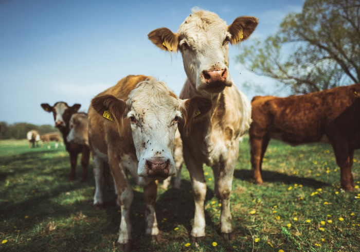 一分钟实测分享“微信牛牛群斗牛群”详细房卡教程 一分钟实测分享“微信牛牛群斗牛群”详细房卡教程