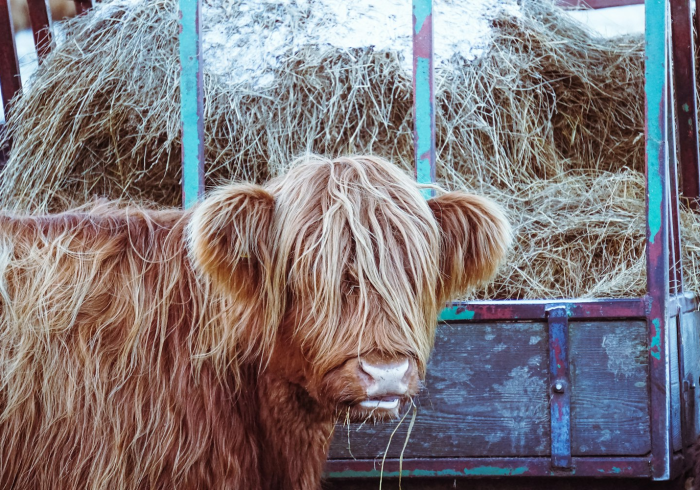 儿童节，血色欢歌与成人世界的救赎