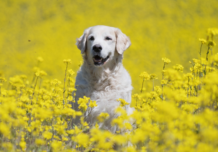 全攻略普及“斗牛房卡牛牛房卡”购买房卡介绍 全攻略普及“斗牛房卡牛牛房卡”购买房卡介绍