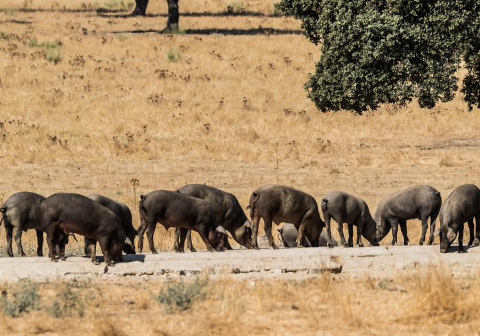 全攻略普及“斗牛房卡牛牛房卡”购买房卡介绍 全攻略普及“斗牛房卡牛牛房卡”购买房卡介绍