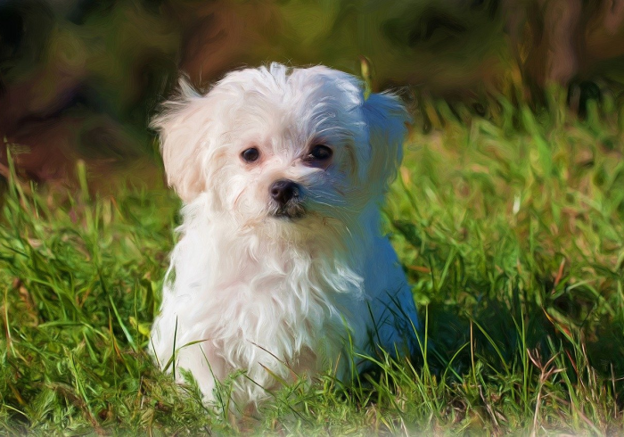 一分钟介绍使用“微信斗牛房卡怎么获得”详细房卡使用教程