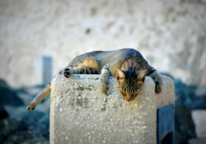 给大家讲解“皇豪互娱牛牛哪里买房卡”房卡获取方式 给大家讲解“皇豪互娱牛牛哪里买房卡”房卡获取方式