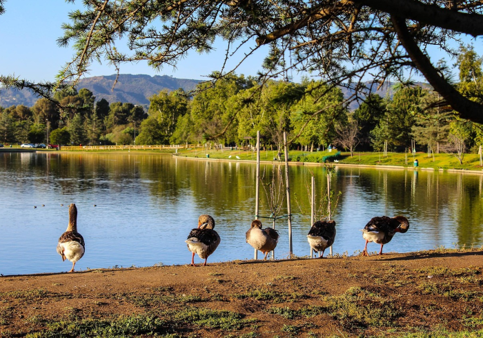 罗田今日封城,一座县城的静默与千万人心的共振 罗田今日封城,一座县城的静默与千万人心的共振