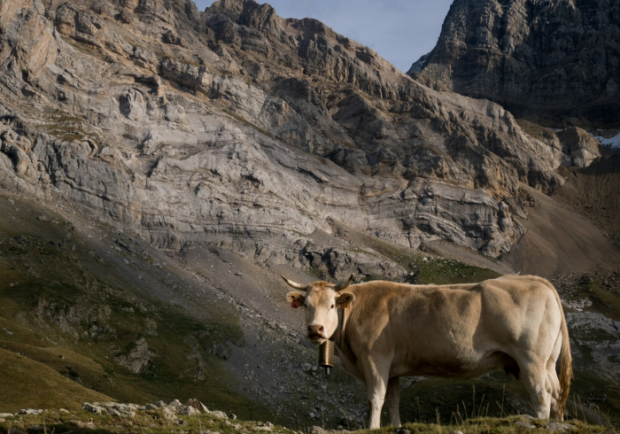 一分钟了解“微信牛牛群斗牛群”轻松获取房卡全渠道 一分钟了解“微信牛牛群斗牛群”轻松获取房卡全渠道