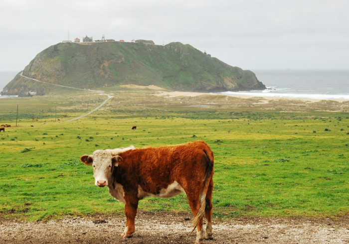 一分钟实测分享“微信牛牛群斗牛群”链接房卡在哪里获取