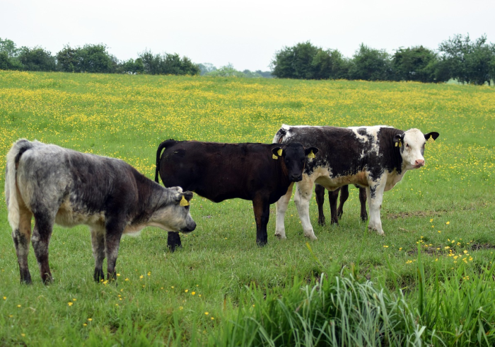 秒懂百科“微信牛牛群房卡”房卡链接获取 秒懂百科“微信牛牛群房卡”房卡链接获取