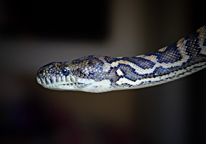 无声警报,印度变异病毒如何穿透中国防线 无声警报,印度变异病毒如何穿透中国防线