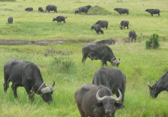 玩家攻略“微信牛牛群斗牛群”详细房卡教程 玩家攻略“微信牛牛群斗牛群”详细房卡教程