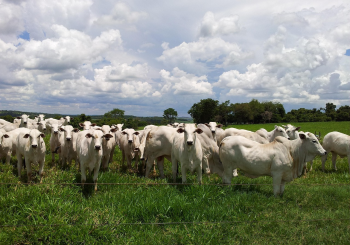 玩家必备教程“微信牛牛房卡链接找谁买”房卡怎么购买 玩家必备教程“微信牛牛房卡链接找谁买”房卡怎么购买