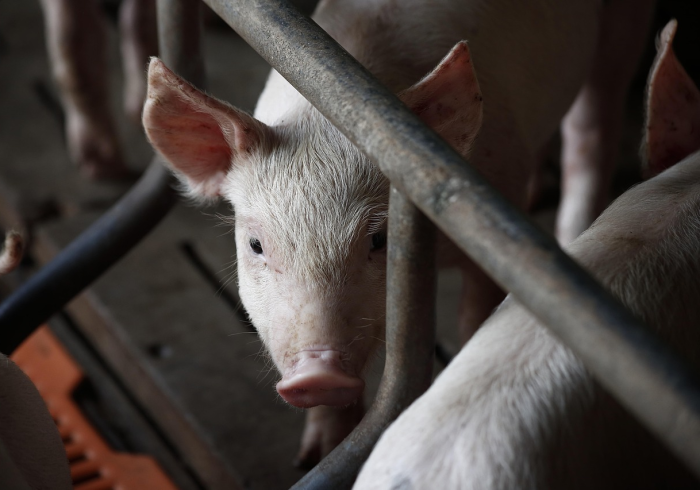 猪价惊魂，2023年，每斤猪肉会跌破十元吗？