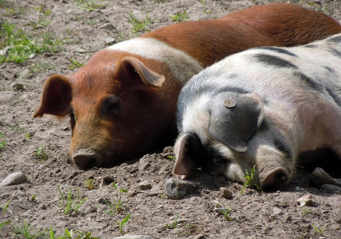 猪价惊魂，2023年，每斤猪肉会跌破十元吗？