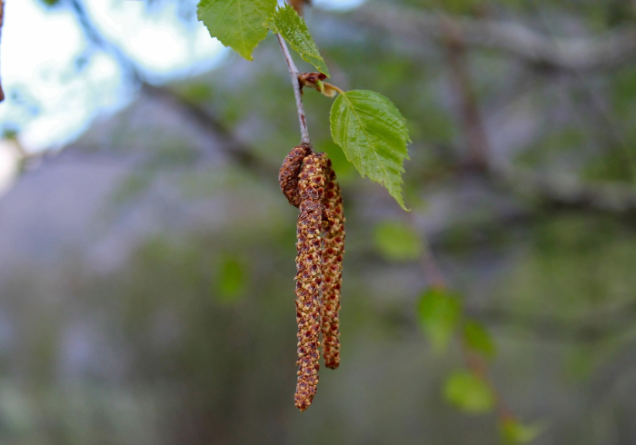 房卡必备教程“哪里有卖炸 金花房卡”房卡链接获取
