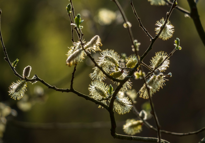 棉签与柳絮，长春小区的春日核酸纪事