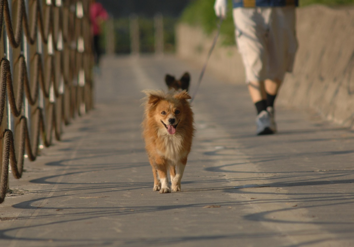 宠物无辜,当冠状病毒成为人类恐惧的投射 宠物无辜,当冠状病毒成为人类恐惧的投射