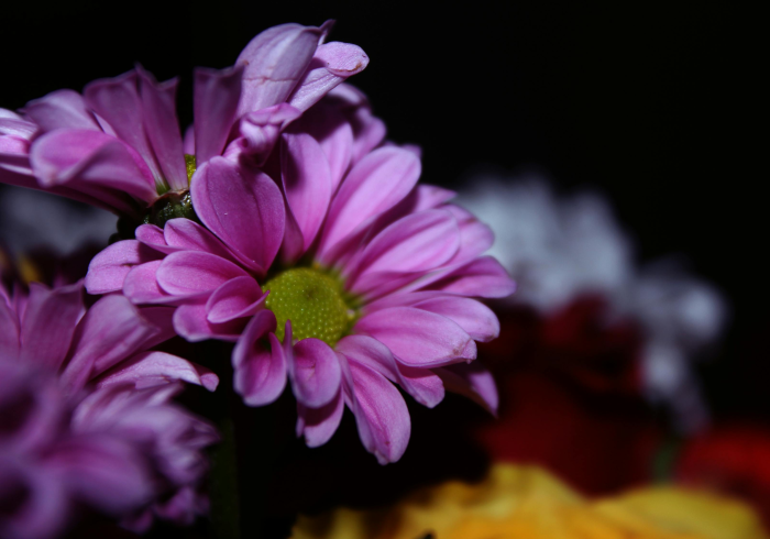 香港疫情动态,精准防控下的新阶段与市民生活新常态 香港疫情动态,精准防控下的新阶段与市民生活新常态