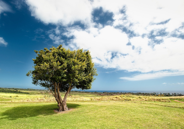 解封的春天，一座城的呼吸与重生