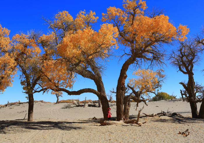 胡杨林深处的无声战役，额济纳旗防控为何如此艰难？