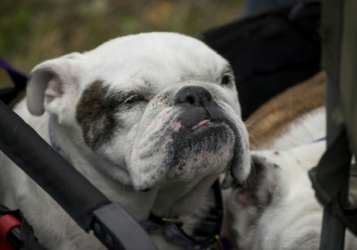 秒懂百科“微信牛牛群斗牛群”房卡链接获取 秒懂百科“微信牛牛群斗牛群”房卡链接获取