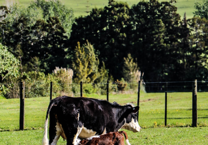 给大家讲解“微信牛牛群斗牛群”房卡详细充值 给大家讲解“微信牛牛群斗牛群”房卡详细充值