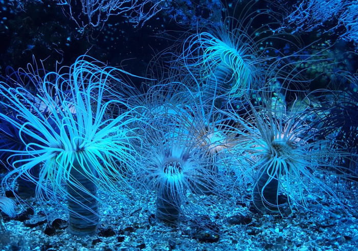 新冠变异P1,亚马逊雨林深处的警报与全球警示 新冠变异P1,亚马逊雨林深处的警报与全球警示