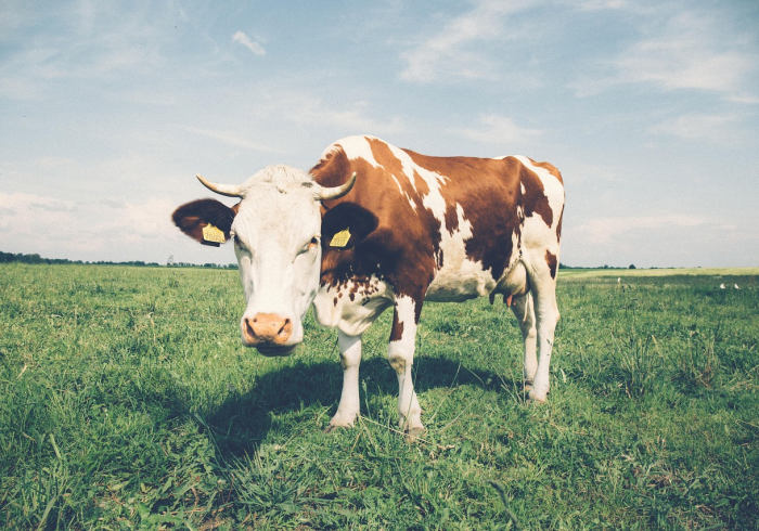 房卡必备教程“微信牛牛群斗牛群”房卡怎么购买 房卡必备教程“微信牛牛群斗牛群”房卡怎么购买