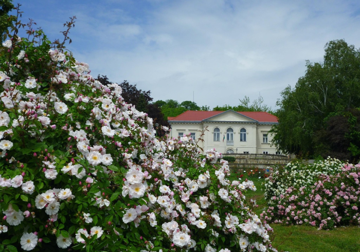 玫瑰花园游戏破解版,虚拟捷径如何摧毁真实的芬芳 玫瑰花园游戏破解版,虚拟捷径如何摧毁真实的芬芳