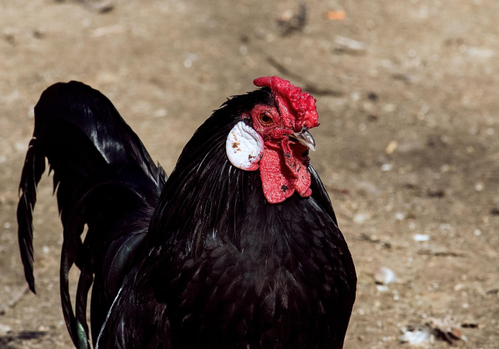 给大家讲解“斗牛房卡牛牛房卡”购买房卡介绍 给大家讲解“斗牛房卡牛牛房卡”购买房卡介绍