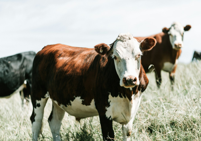 玩家攻略“微信牛牛群斗牛群”房卡怎么购买 玩家攻略“微信牛牛群斗牛群”房卡怎么购买