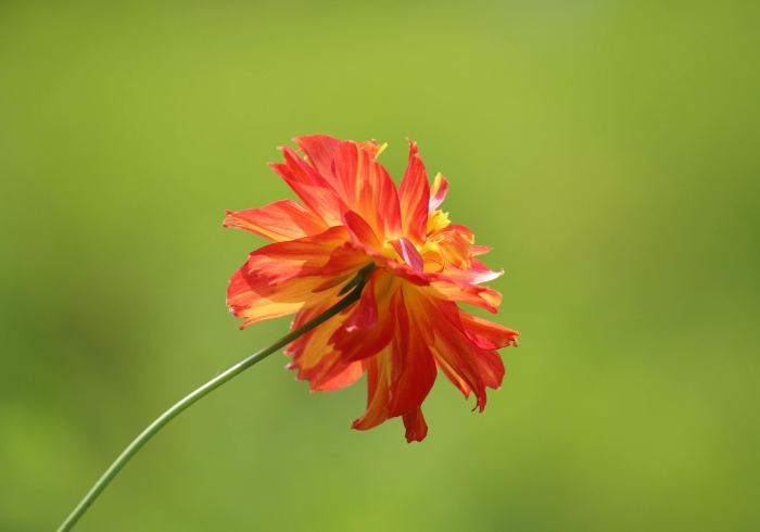 在批评的荆棘丛中,开出英语的玫瑰 在批评的荆棘丛中,开出英语的玫瑰