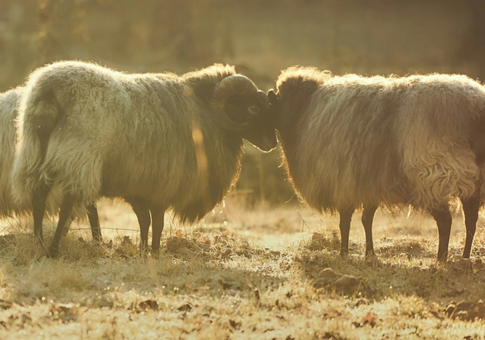 分享实测“微信牛牛群斗牛群”轻松获取房卡全渠道 分享实测“微信牛牛群斗牛群”轻松获取房卡全渠道